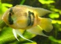 Aequidens maroni sau pestele STEINDACHNER - Denumirea ii vine de la faptul ca acest - Specii de pestisori