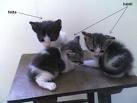 la fatare, tinerele feline sunt inca incomplet atat cat si primele saptamani, pisoilor nu cere