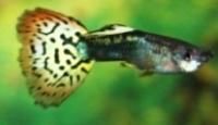 Guppy - Guppy, Poecilia reticulata, originar din America - Specii de pestisori