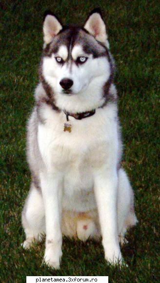Husky - Husky este una dintre rasele care sunt 100% din - Rase de catelusi