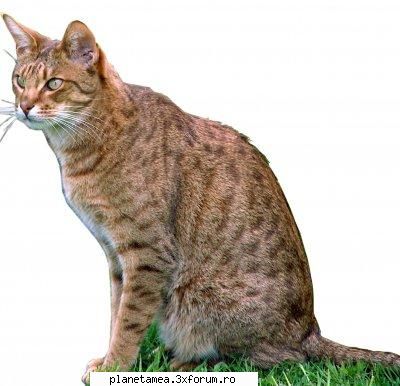 Ocicat - Descriere: Rasa cu parul scurt, capul in forma - Rase de pisicute
