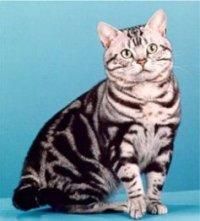 american shorthair - Descriere: Rasa cu parul scurt, des si putin - Rase de pisicute