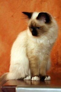 birman - Descriere: Rasa cu parul lung, ochi albastri mari - Rase de pisicute