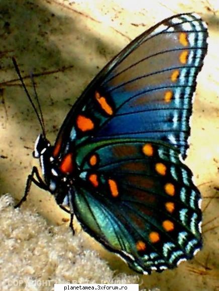 fluturi - Culori şiNumele ştiinţific al - Alte animale