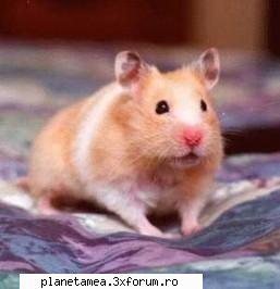 ingrijirea hamsterului - Hamsterii pot fi minunate animale de companie - Ingrijire