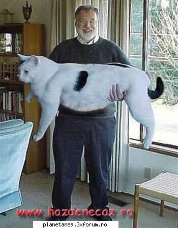 incredibil pisicute haioase