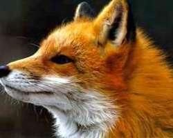 vulpi poze cu alte animale