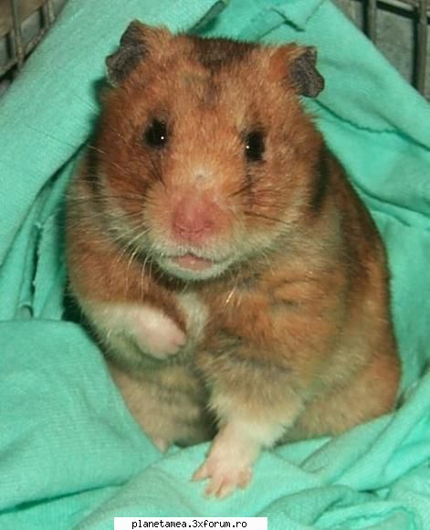 poze cu hamsteri - Chrissy - Poze cu hamsteri