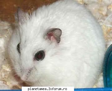 poze cu hamsteri - Chrissy - Poze cu hamsteri