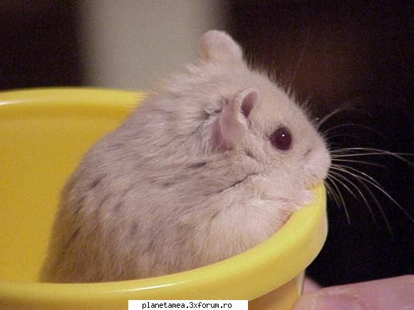 poze cu hamsteri - Chrissy - Poze cu hamsteri