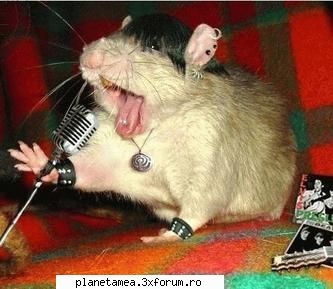 hamsterul cantaret poze haioase cu hamsteri