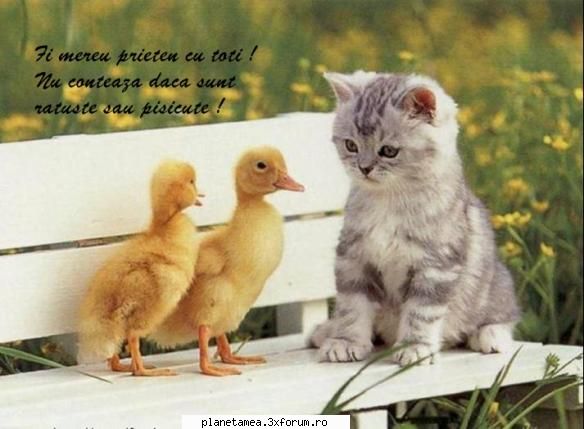 pui de pisica - Mereu prieteni ! - Poze cu pisicute