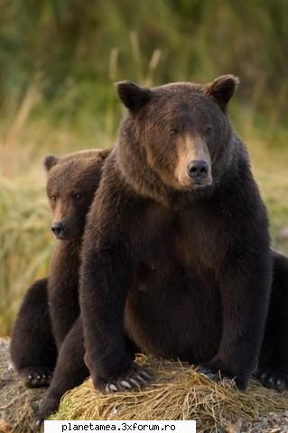 ursi - De obicei cand vine vorba despre urs, gandul te - Alte animale